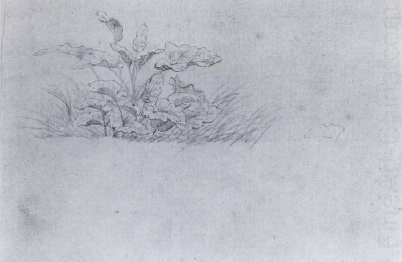 Plant sketch, Johann Wolfgang von Goethe